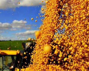 EUA: Excesso de oferta provoca queda no preço da soja