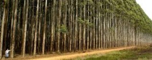 Eucaliptos dominam pedidos ao abrigo da nova lei de arborização