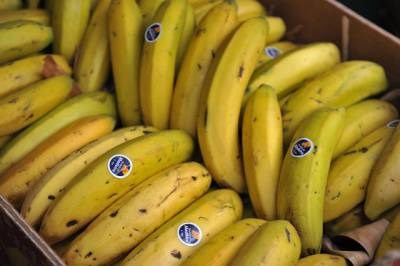 Eurodeputada defende mais apoios para a banana da Madeira