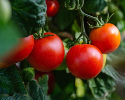Eurofirms Group abre 250 ofertas na fileira do tomate de indústria em Portugal