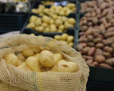 Excesso de produção de batata é um problema da conjuntura do mercado
