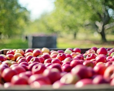 Exportação de frutas frescas para a Costa do Marfim