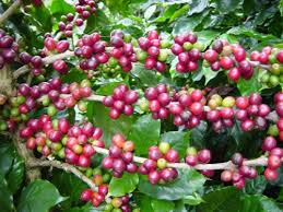 Exportação mundial de café cai 1,2% em agosto