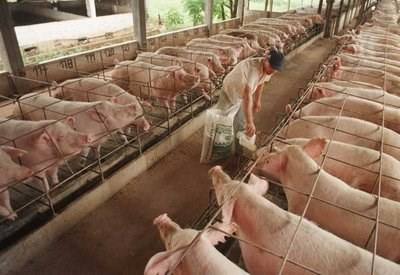 UE: Exportações de Carne de Porco igualam valores alcançados antes do Embargo Russo