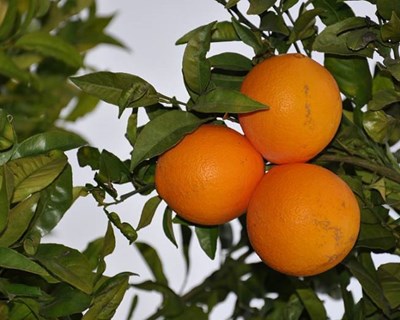 Exportações de laranja da Andaluzia caem 9% em volume