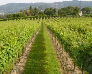 Exportações de Vinho Verde cresceram dois dígitos em volume e em valor