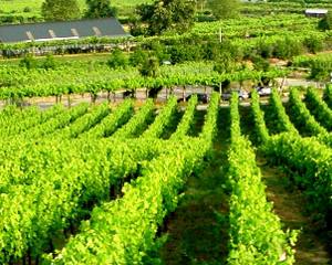 Exportações de vinho verde subiram 14,2%
