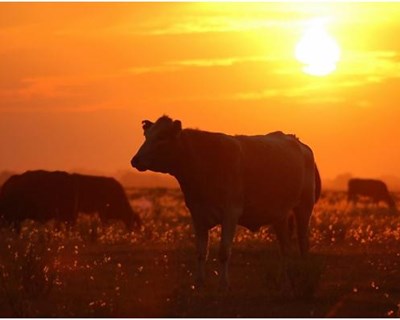 Famalicão acolhe curso de Inseminação Artificial de Bovinos