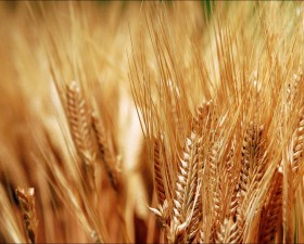 FAO: cultivar cereais de forma mais sustentável
