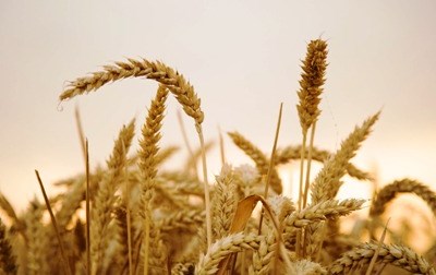 FAO melhora perspetivas mundiais para colheitas de trigo e milho