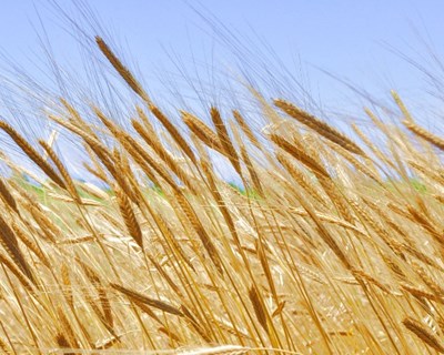 FAO prevê redução de 0,4% na colheita mundial de cereais de 2017