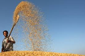 FAO: prevista ligeira descida do preço de produtos agrícolas nos próximos 10 anos