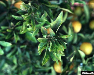 FAO publica guia sobre bactéria Xylella fastidiosa em olivais
