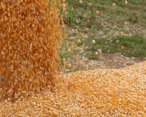 FAO: Recorde na produção mundial de cereais em 2014