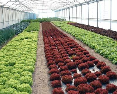 Faro recebe IV Colóquio Nacional de Horticultura Biológica