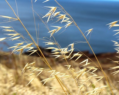 Feira Nacional de Agricultura destaca a relevância do setor cerealífero em Portugal