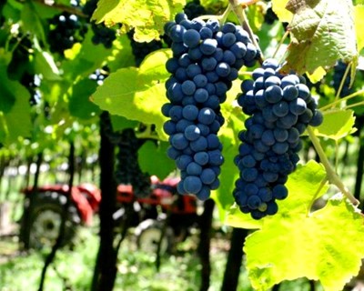 Feira Nacional de Agricultura destaca a “Vinha e o Vinho”