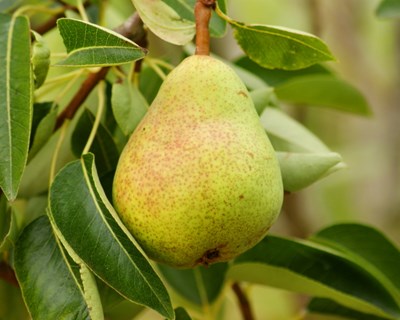 Feira Nacional de Hortofruticultura nas Caldas da Rainha