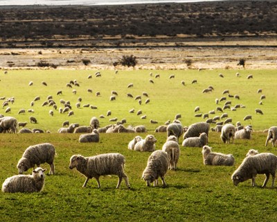 FENAPECUÁRIA apela ao reconhecimento da importância da pecuária para o país e mundo rural