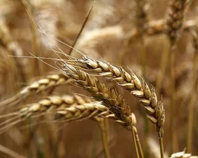 Ferrugem-do-trigo ameaça culturas na Europa e no Norte de África