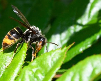 Figueira da Foz já destruiu 130 ninhos de vespa asiática desde o início do ano