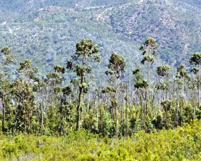 Floresta: Lisboa recebe em abril Encontro Regional do Sul da Europa