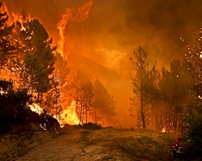 Floresta: Observatório Técnico Independente com vigência prorrogada