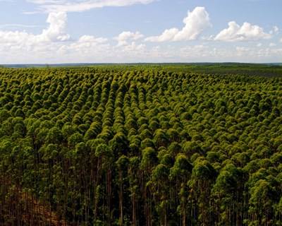 Floresta, um «desígnio nacional»