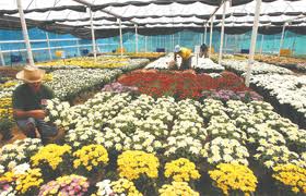 Floricultura no Brasil faturou 1.6 mil milhões de euros em 2013