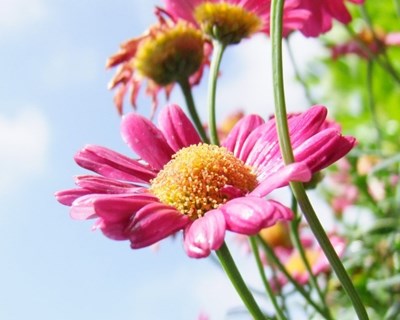 “Flower&Garden Attraction” chega em outubro