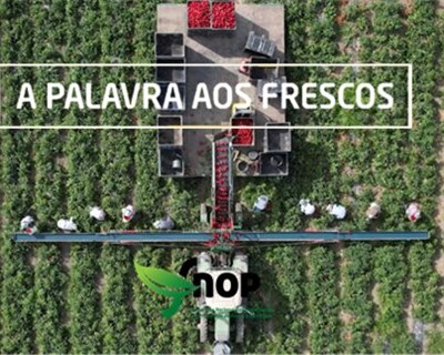 FNOP lança 7º episódio d’ A Palavra aos Frescos