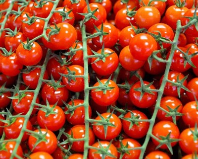 FNOP realiza ‘Balanço da Campanha do Tomate de Indústria 2023’