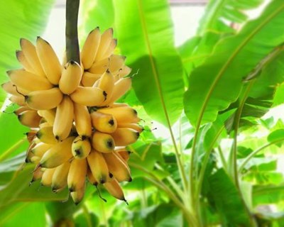 Folhas de bananeira substituem plástico em supermercados na Ásia