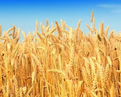 França: duas das maiores cooperativas de cereais uniram-se
