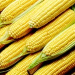 França prevê descida de rendimentos do milho