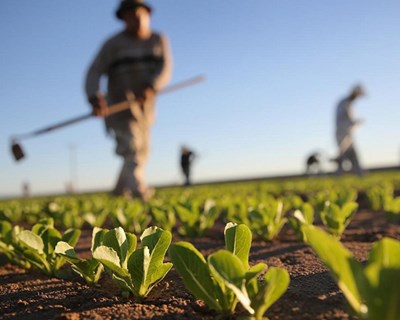 França quer apostar fortemente no setor agrícola em Angola