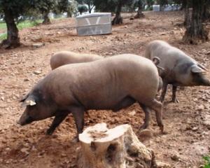 França suspende importação de suínos vivos da América do Norte e Japão