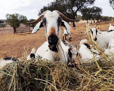 Freguesia da Malcata no Sabugal promove projeto de “cabras sapadoras”
