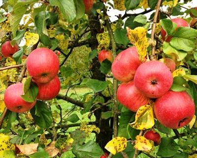 Fruticultura em Portugal em análise