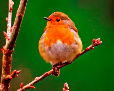 Fungos “à boleia” das aves para colonizar novos territórios