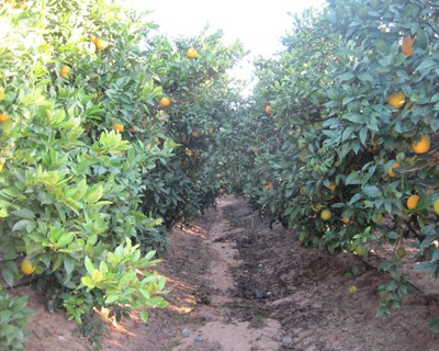 Gestão inteligente da qualidade dos citrinos do Algarve IGP