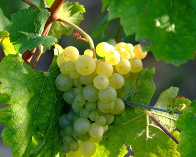 Governo abre concurso de €5 milhões para jovens agricultores na cultura da vinha