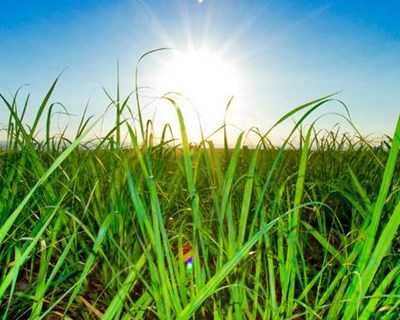 Governo admite que recorrer a trabalhadores em ‘lay-off’ para trabalho agrícola é uma possibilidade