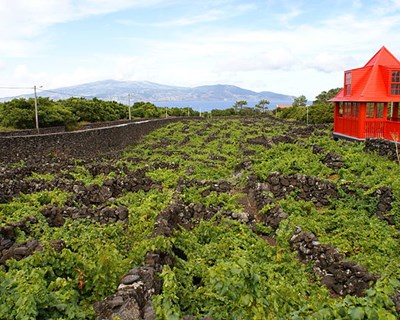 Governo alarga Seguro Vitícola de colheitas aos Açores e Madeira