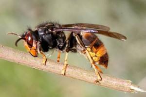 Governo anuncia em setembro plano de monitorização e controlo da vespa asiática