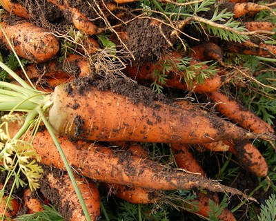 Governo anuncia medidas excecionais e temporárias para hortofruticultura