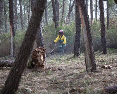 Governo atribui benefícios fiscais à limpeza da floresta