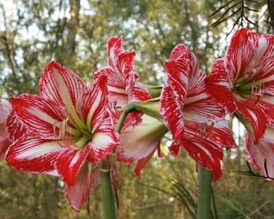 Governo destaca «crescimento dinâmico» da floricultura nacional