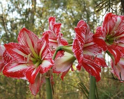 Governo destaca «crescimento dinâmico» da floricultura nacional