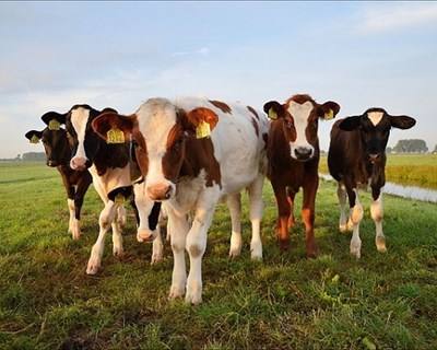 Governo dos Açores cria sistemas de aconselhamento agrícola e florestal